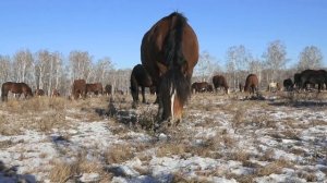 лошади тяжеловозы