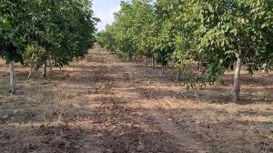 Орех грецкий скороплодный Левина. Привитые саженцы грецкого ореха с питомника Dulce Gardens