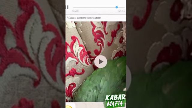 АДЫГЭ ПАПУГАИ смотреть онлайн