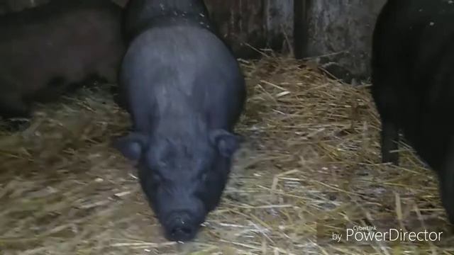Вьетнамские вислобрюхие поросята/Результат выращивания в 6 месяцев смотреть онлайн