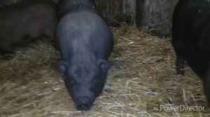 Вьетнамские вислобрюхие поросята/Результат выращивания в 6 месяцев