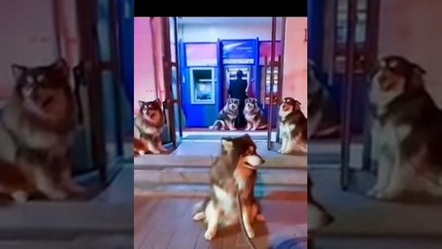 Охранное агенство "Белый клык " смотреть онлайн