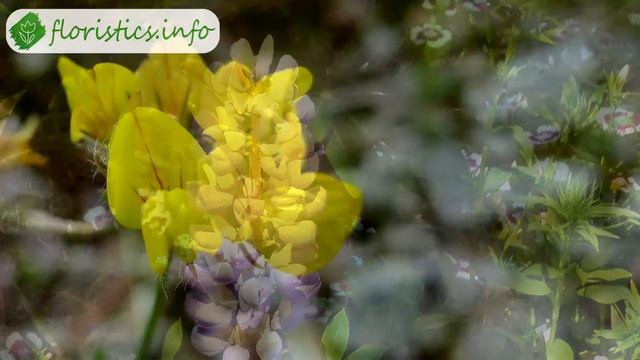 ? Люпин – описание цветка, история смотреть онлайн