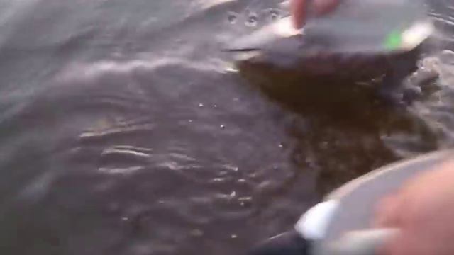 свиязь 62 Breite смотреть онлайн