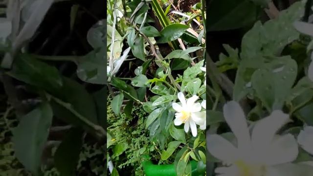 Lemon Vine പൂവിട്ടു.... Pereskia aculeata#Lenonvine#Flowering#MyPlanet# смотреть онлайн