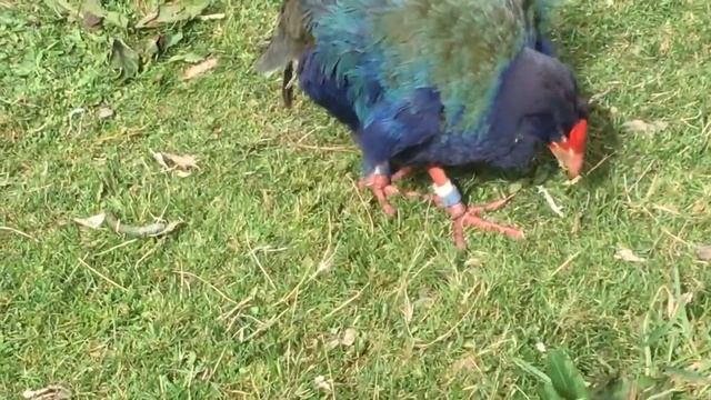 Takahé Birds, Zoolandia, Wellington, NZ смотреть онлайн