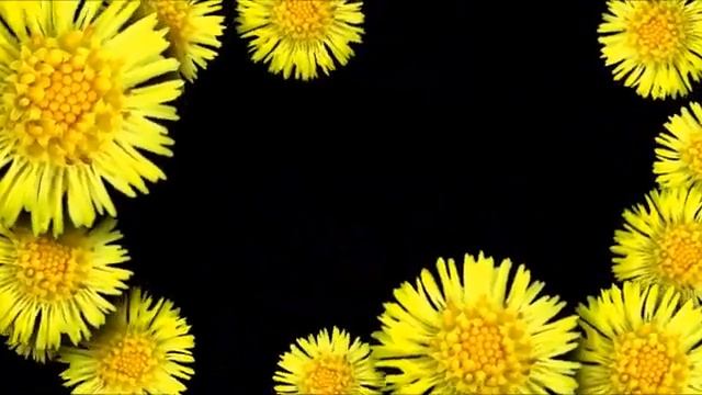 футаж жёлтые цветы смотреть онлайн