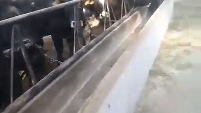 сарай для быков