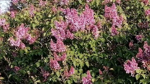 Дикая сирень смотреть онлайн