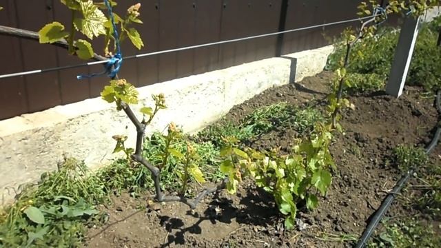 Как сформировать гроздь на бесплодном побеге? смотреть онлайн