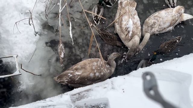 Австрию завалило снегом! Коты и лебеди озадачены. смотреть онлайн