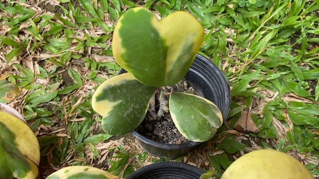 HOUSEPLANTS I REGRET BUYING смотреть онлайн