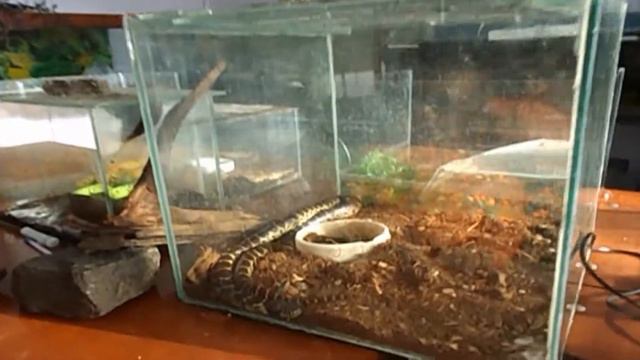 Полоз смотреть онлайн