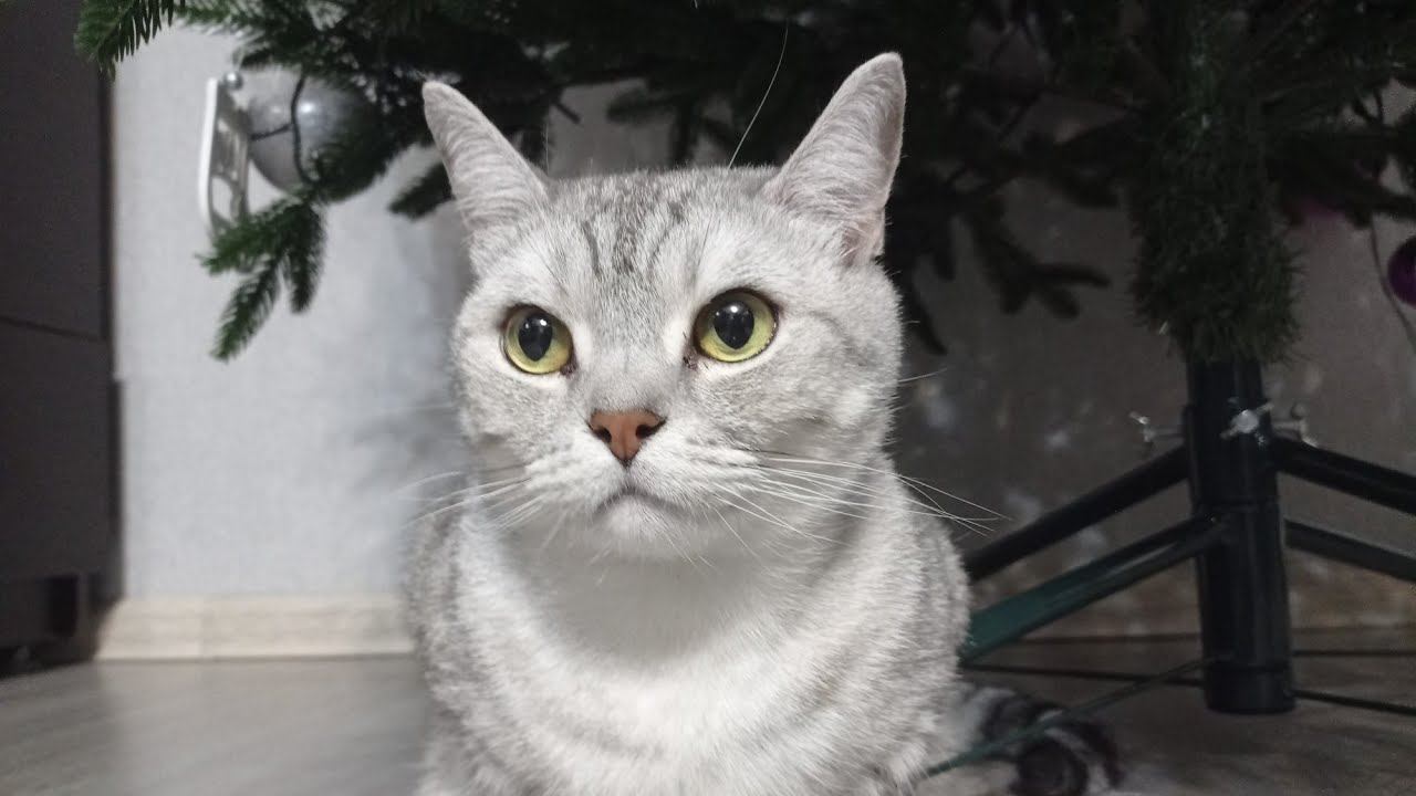 Коттитар в прямом эфире! смотреть онлайн