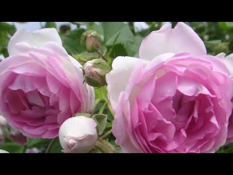 Роза Жасмина. Сорт один, а розы разные ?Сравнение. смотреть онлайн