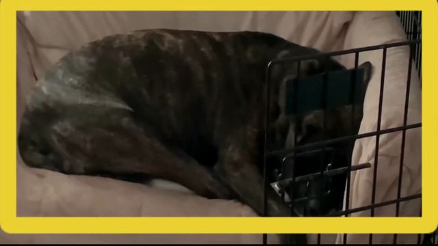 USA . SLEEPING TALKING. ВО СНЕ ЧТО ВИДИТ И РАЗГОВАРИВАЕТ. смотреть онлайн
