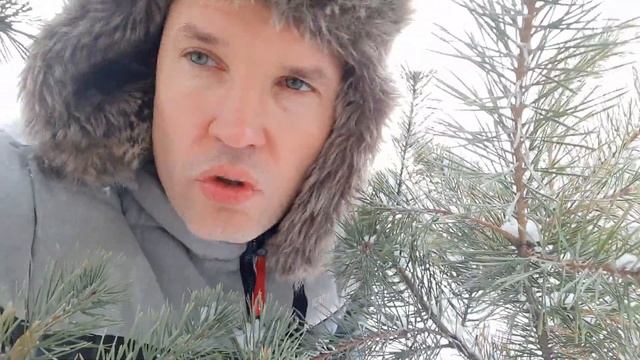 Какую ёлку выбрать на Новый год? Как отличить ель от пихты? смотреть онлайн
