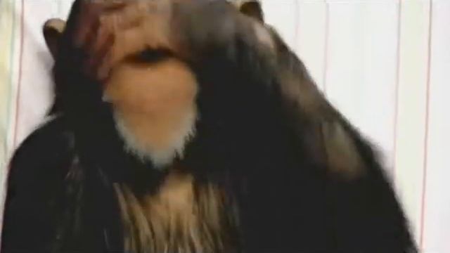 Samba de Amigo Music Video смотреть онлайн