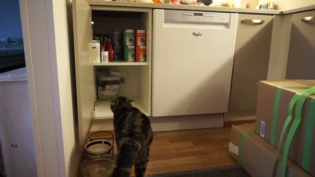 Кот и посылка с едой; Сat and the food package смотреть онлайн