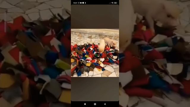 Карликовые свинки. Питомник "Little pig" смотреть онлайн