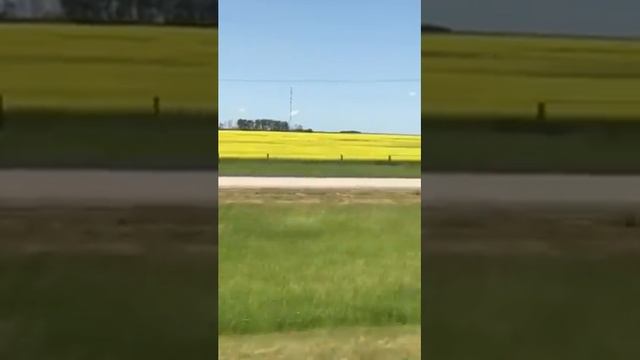 Champs de canola à perte de vue смотреть онлайн