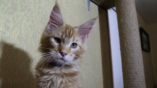 Naruto Dark Flame смотреть онлайн