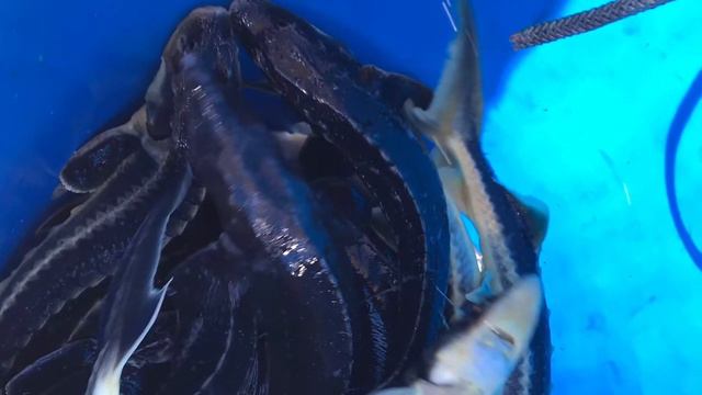 Запуск осетра РК «Фишка» Петряиха смотреть онлайн