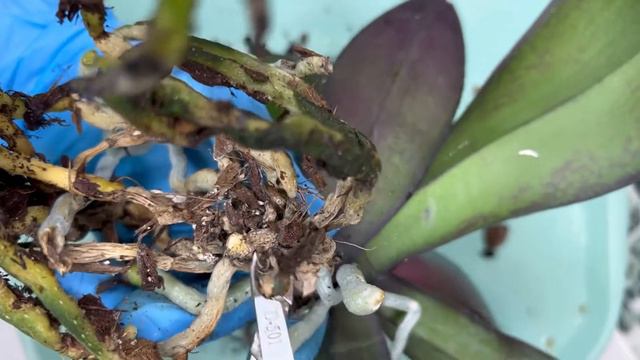 ПЕРЕСАДКА ОРХИДЕИ от начало до конца. смотреть онлайн