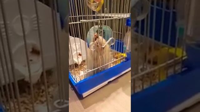 Степа хомячок персиковый бочок смотреть онлайн