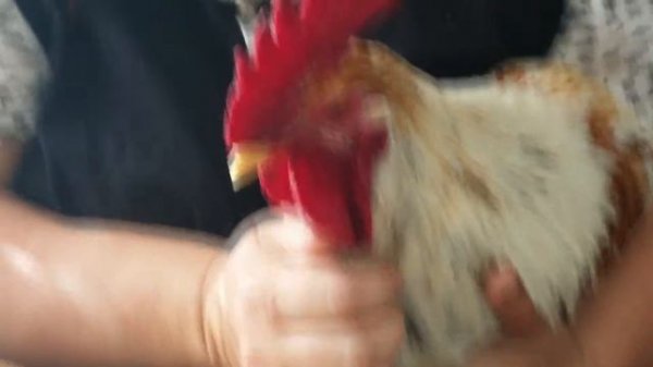 Петушок стонет! ХА-ХАТУН!