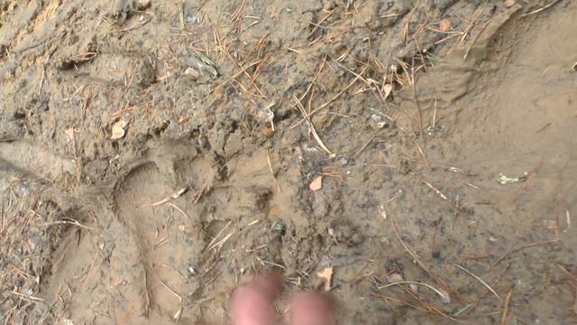 Медведь прошёл и мы проедем смотреть онлайн