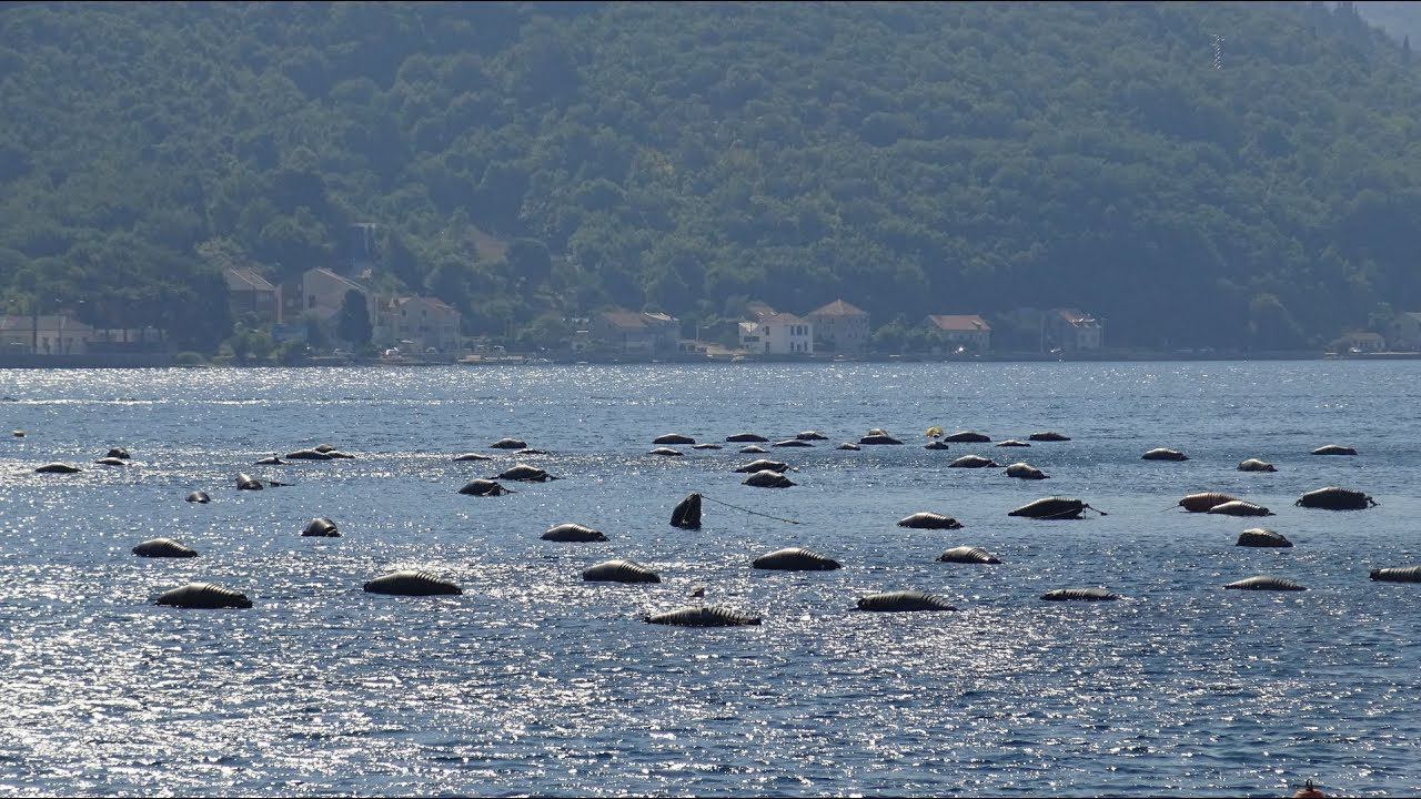 Как выращивают мидий и устриц. Отдых в Черногории. Montenegro - 2017. смотреть онлайн