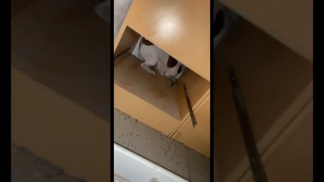 ДЖЕК РАССЕЛ ПРОТИВ КРЫСЫ.20 СЕКУНД. JACK RUSSEL TERRIER vs. RAT смотреть онлайн