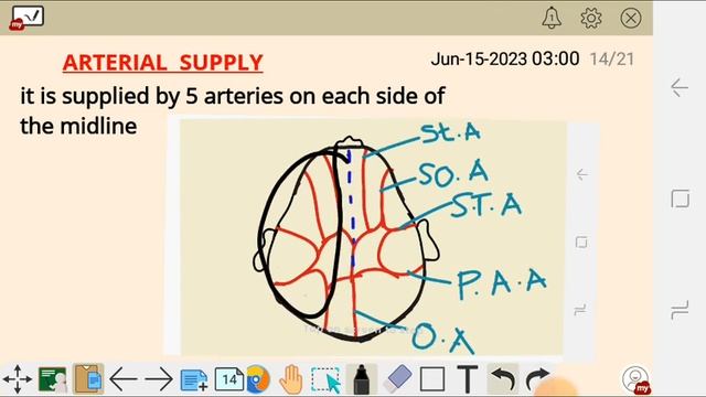 THE GROSS ANATOMY OF THE SCALP смотреть онлайн