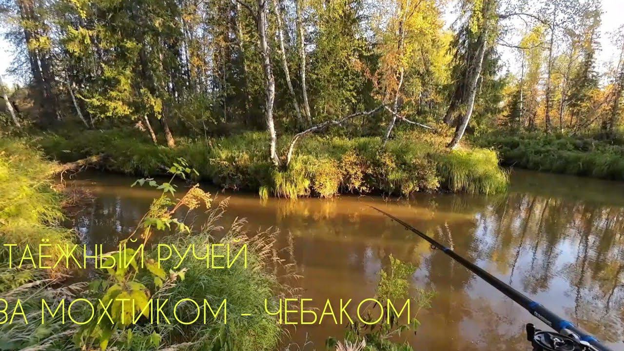 ТАЁЖНЫЙ РУЧЕЙ ЗА ЧЕБАКОМ (МОХТИКОМ) НА МОТОСОБАКЕ смотреть онлайн