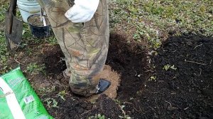 Как посадить голубую ель или другое хвойное дерево быстро и просто, чтобы оно прижилось.