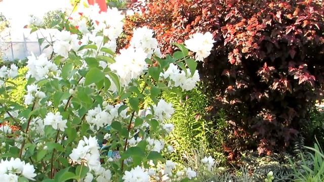 Чубушник махровый смотреть онлайн