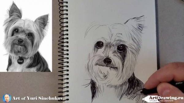 Как нарисовать йоркширского терьера How to draw a Yorkshire terrier