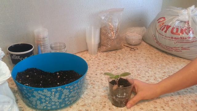 Мучнистый червец в горшке с глоксинией, как бороться с вредителями растений смотреть онлайн