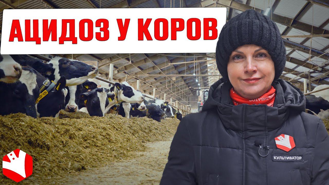Ацидоз рубца у коров: причины, симптомы, лечение | Животноводство | Ветеринария смотреть онлайн