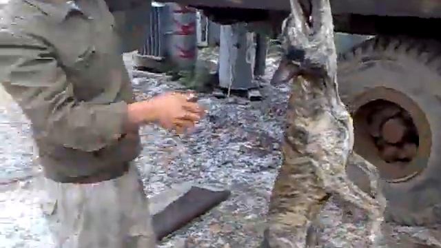 Отдайте резинку ПитБулю по имени Мангуст ))) смотреть онлайн