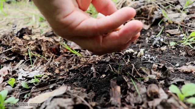 Энтолома садовая - думал вкусный гриб, но оказалось вкуснее | Entoloma clypeatum смотреть онлайн