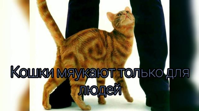 11 фактов о кошках смотреть онлайн