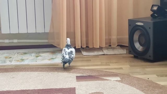 Птицы в доме/Спасённый голубь/Эпизод жизни животных. смотреть онлайн