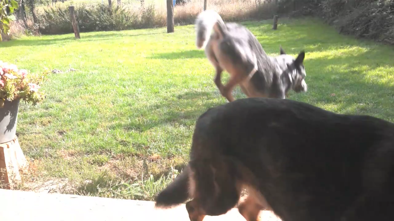 хилер скачет