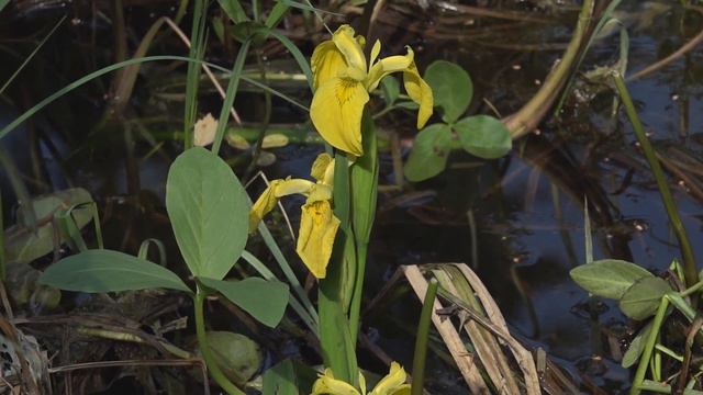 Yellow iris смотреть онлайн
