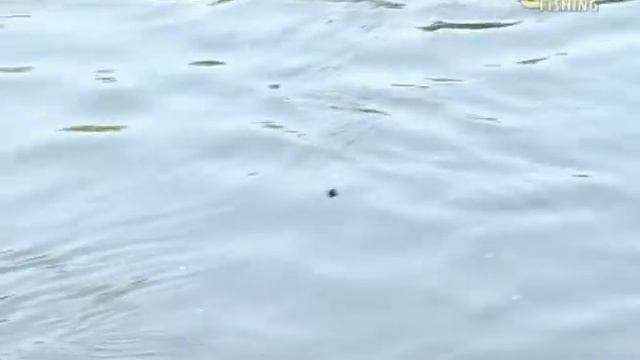 Ловля рыбы болонской удочкой. Что такое болонская удочка? смотреть онлайн