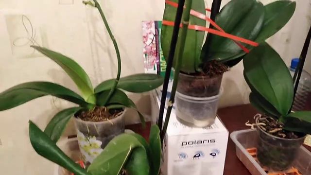 ОРХИДЕЯ "6" ЦИТОКИНИНОВАЯ ПАСТА на 35 день смотреть онлайн