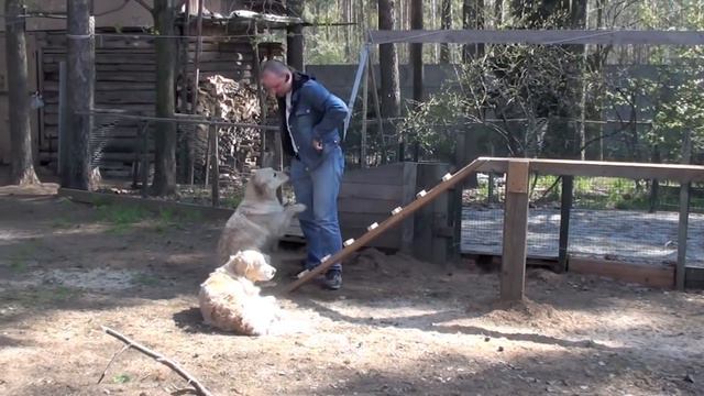 Golden retriever beam training/Ретривер осваивает бум смотреть онлайн