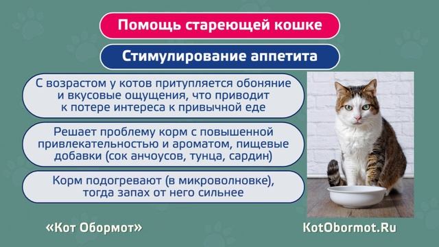 Кошачья старость — что нужно знать об уходе за стареющими кошками смотреть онлайн